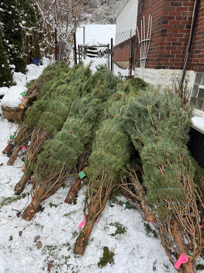 $10 Donation to Trees From Santa